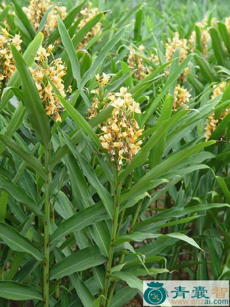 中药材姜花图片