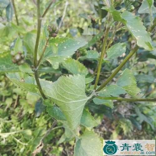 中药材威虾花图片