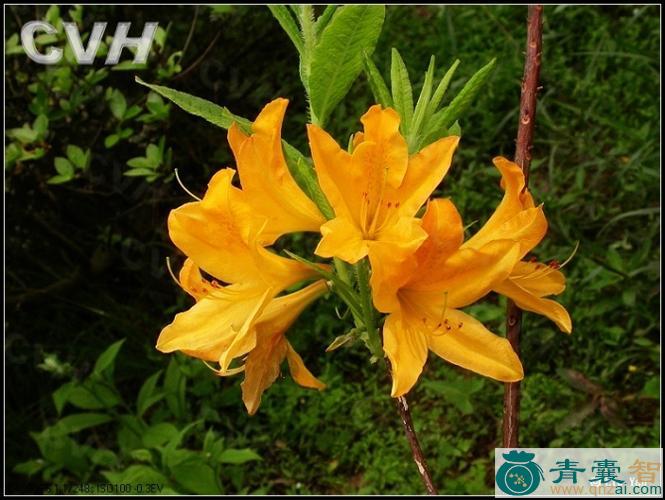 中药材婆姐花图片