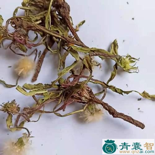 中药材婆婆丁图片