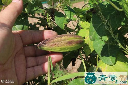 中药材婆婆针扎儿图片