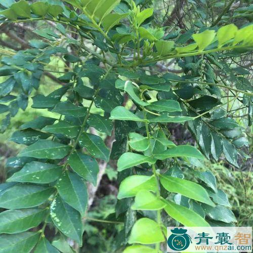 中药材婆锯簕图片