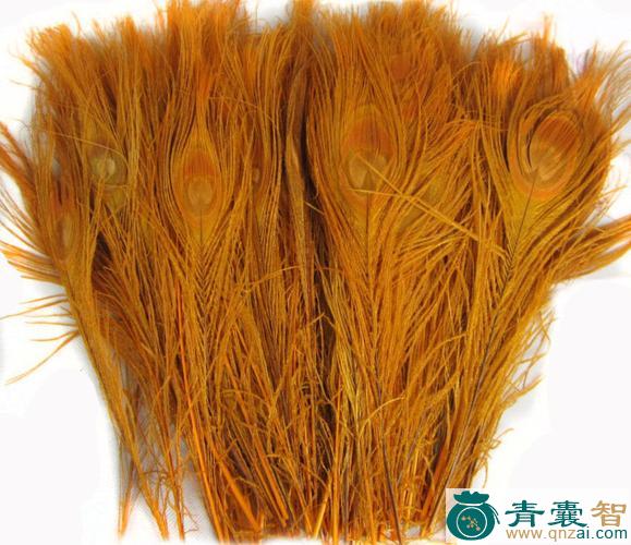 中药材孔雀毛图片