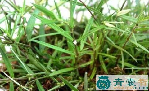 中药材孝扇草图片