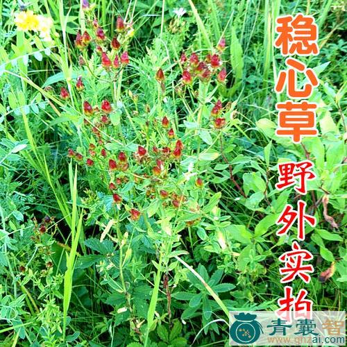 中药材安心草图片