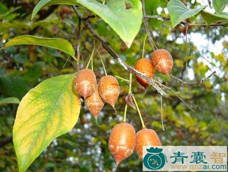 中药材安息香图片