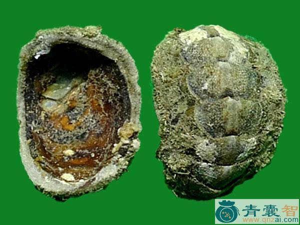 中药材安石甲图片