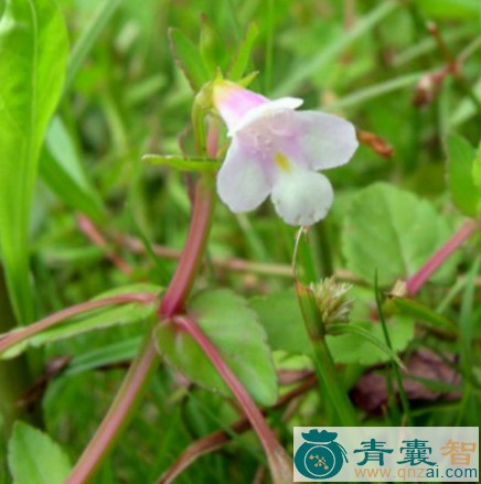 中药材定经草图片