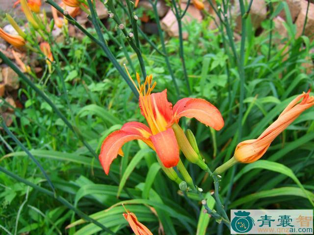 中药材宜男花图片