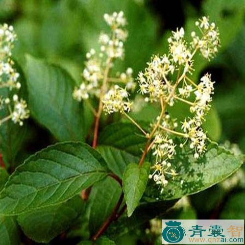 中药材宝幡花图片