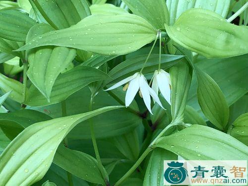 中药材宝珠草图片
