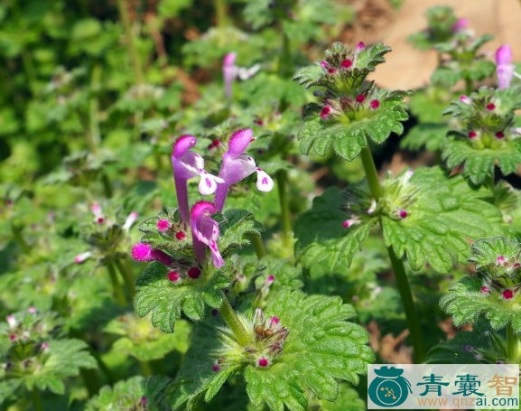 中药材宝盖草图片