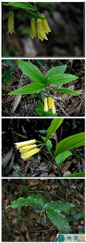宝铎草的性味归经以及功效用法-青囊智