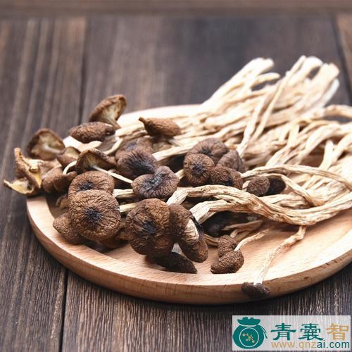 中药材家生菇图片