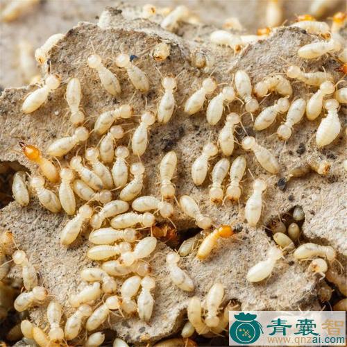 中药材家白蚁图片