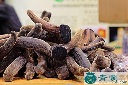 中药材家鹿图片