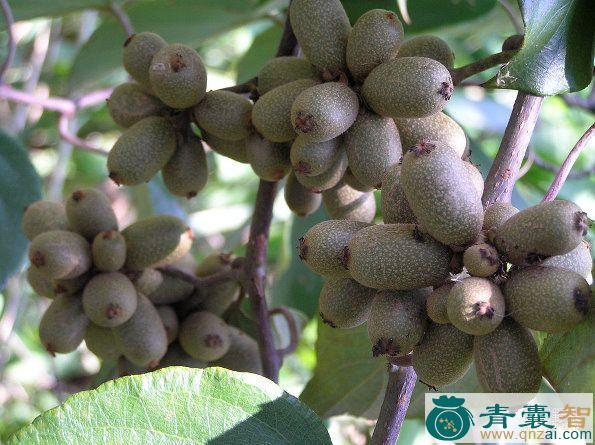 宽叶猕猴桃的性味归经以及功效用法-青囊智