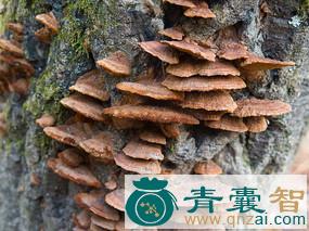 中药材宽棱针层孔菌图片