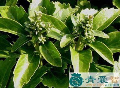 中药材宿柱三角咪图片