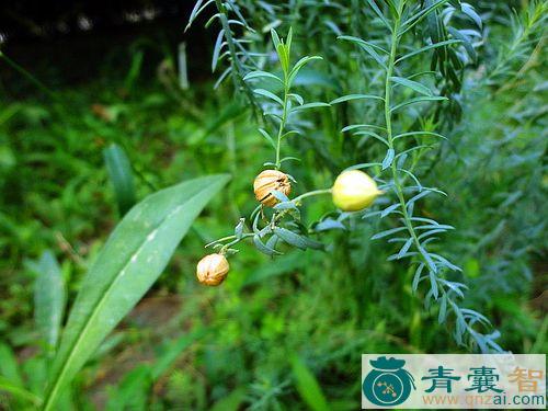 中药材宿根亚麻图片