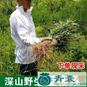 中药材宿根巢菜图片