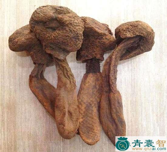 中药材密林禽图片