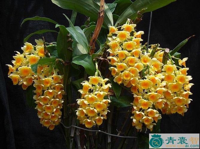 中药材密花石斛图片