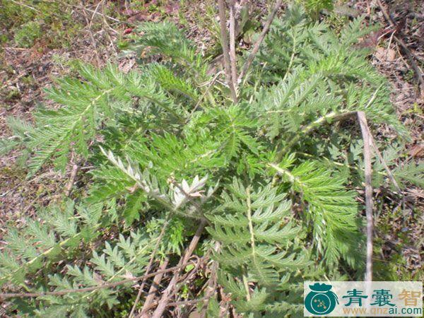 中药材寇雉图片