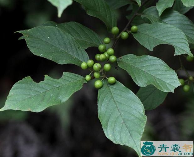 中药材寒莓叶图片