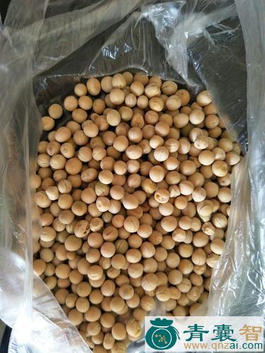 中药材寒豆图片