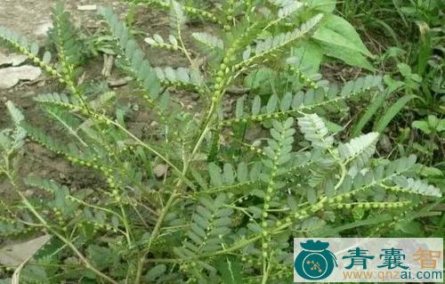 中药材寸姑草图片