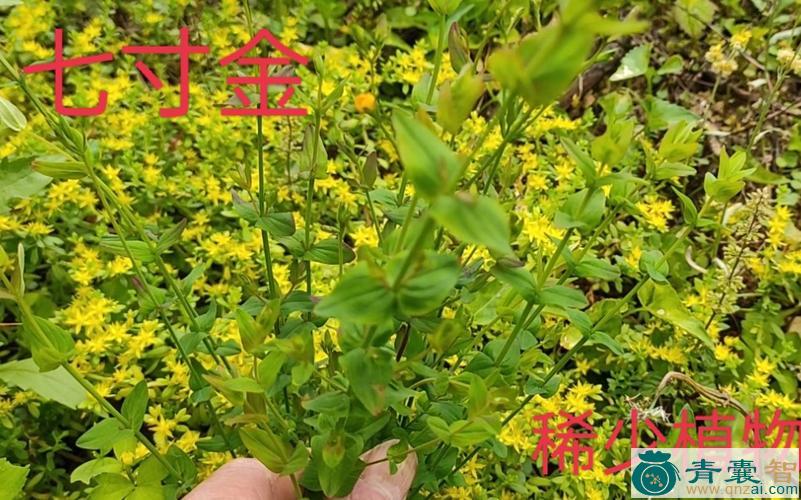 中药材寸草图片