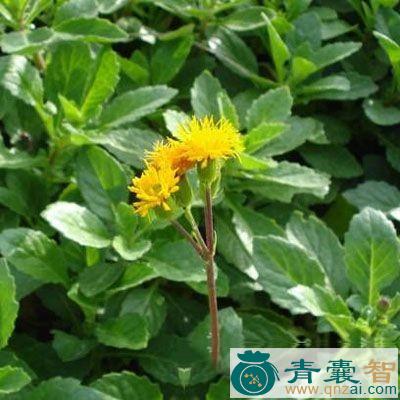 中药材对叉疔药图片
