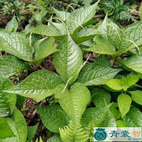 对叶四块瓦-青囊智