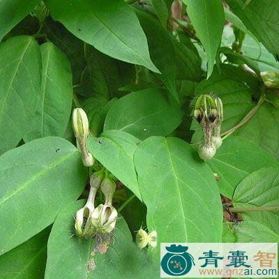对叶林的性状性味归经以及功效用法-青囊智