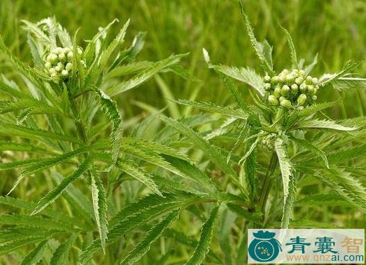 中药材对叶油麻叶图片