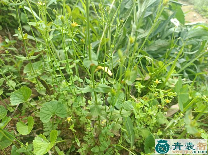 中药材对叶菜图片