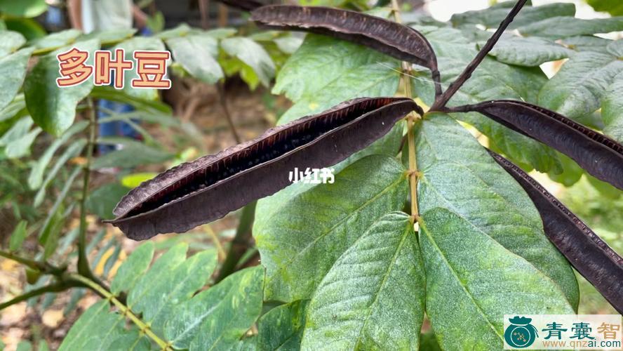 中药材对叶豆图片