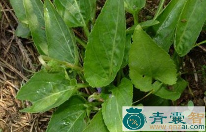 中药材对月参图片