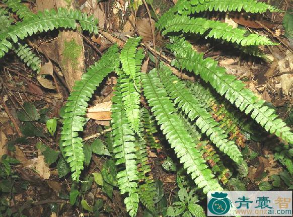 对生耳蕨的性味归经以及功效用法-青囊智