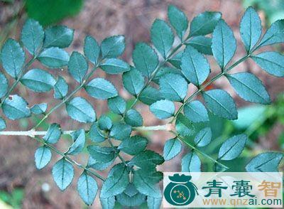 中药材对节叶图片