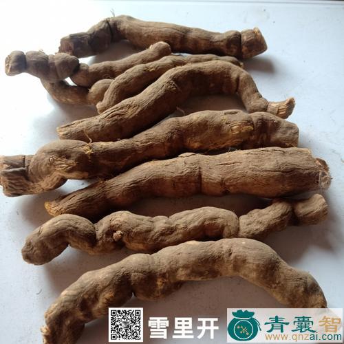 对雪开的性味归经以及功效用法-青囊智