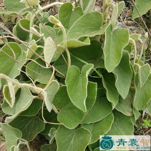 中药材寻骨风图片