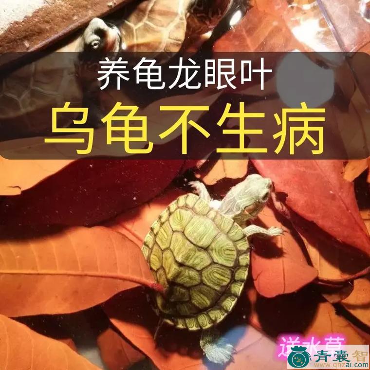 射尿龟的性状性味归经以及功效用法-青囊智