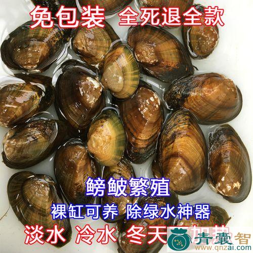 射线裂脊蚌的性味归经以及功效用法-青囊智