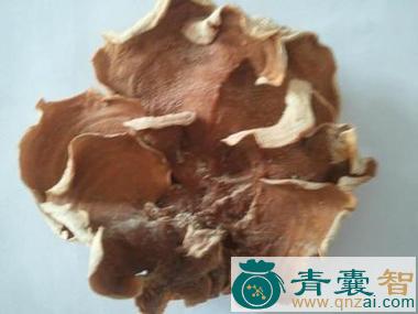 中药材射脉菌图片