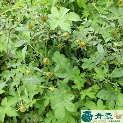 中药材小一包针图片