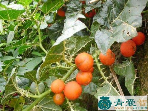 中药材小丁茄图片