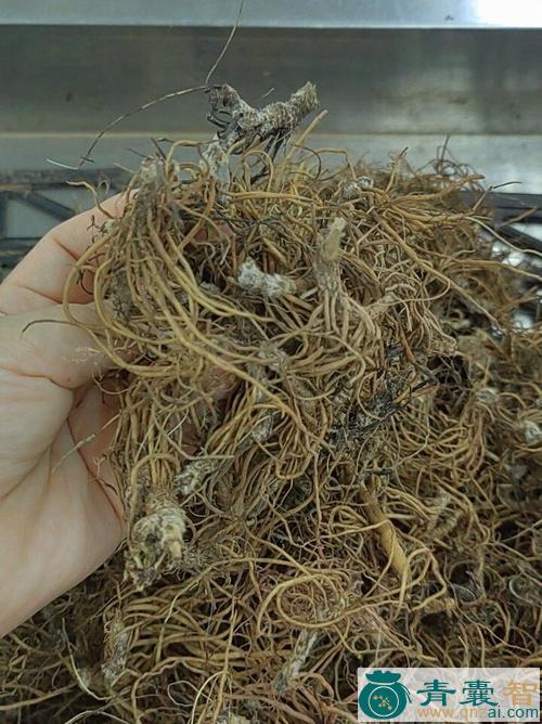 小九占牛的性状性味归经以及功效用法和注意事项-青囊智