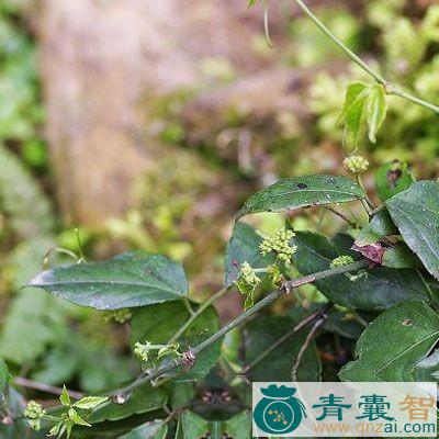 小九节铃的性味归经以及功效用法-青囊智